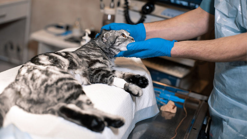 Cat Sterilisation in Singapore: When to Spay or Neuter, Costs & Recovery