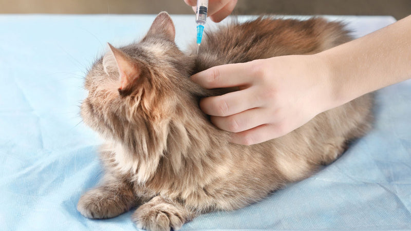 Cat Vaccination Guide Singapore: Schedules, Costs & Indoor Cat Vaccines